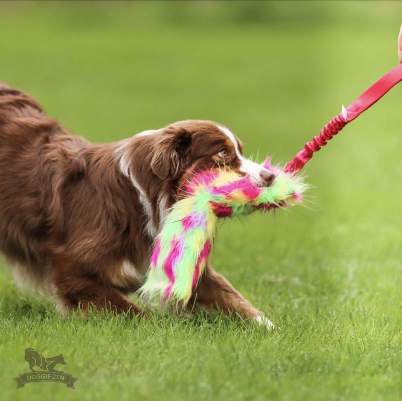 Elastisk knitrekampis