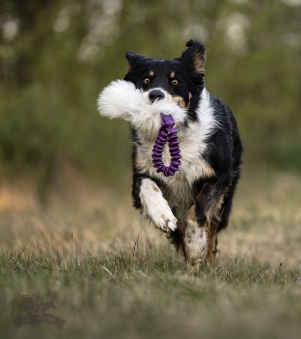 Hovedbilde Elastisk lommekampis saueskinn