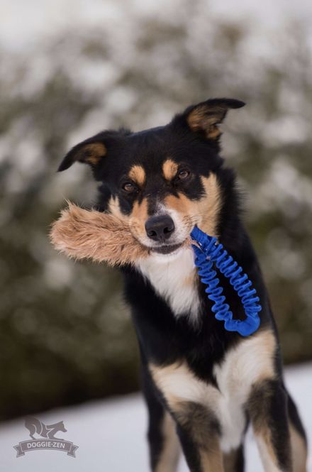 Hovedbilde Elastisk fickkampis kanin