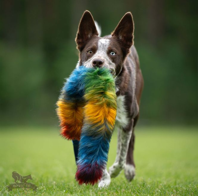 Hovedbilde Elastisk fuskepelskampis Bonanza