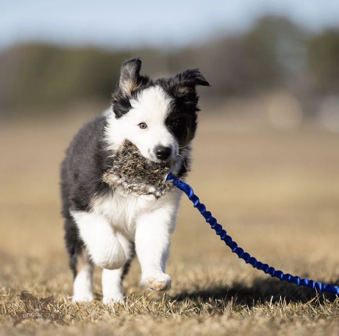 Hovedbilde Elastisk belønningsjagerkampis kanin S