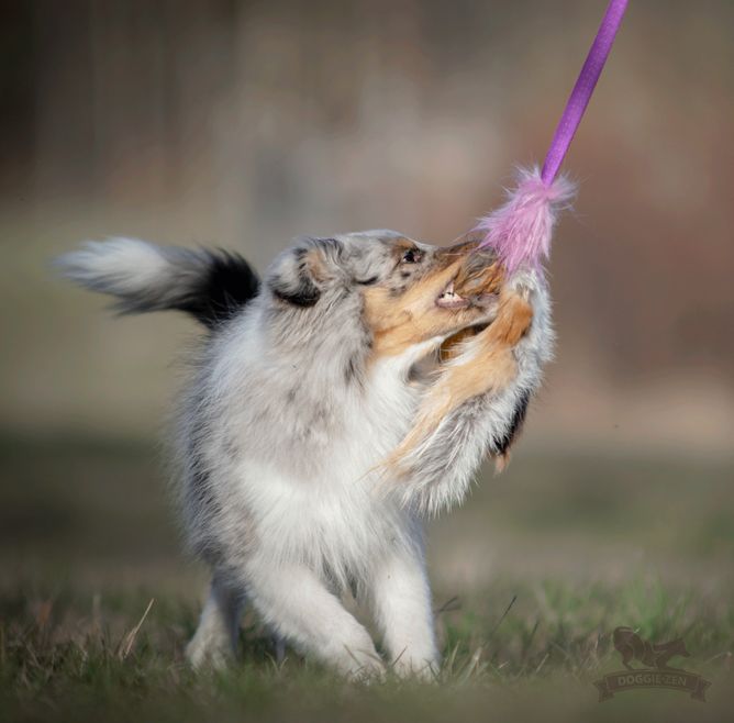 Hovedbilde Blekksprut jaktleke - reveskinn